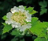 Viburnum opulus