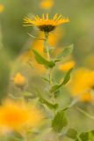 Inula grandiflora. Верхушка цветущего растения. Адыгея, Майкопский р-н, плато Лаго-Наки, хр. Каменное море, субальпийский луг. 19.07.2015.