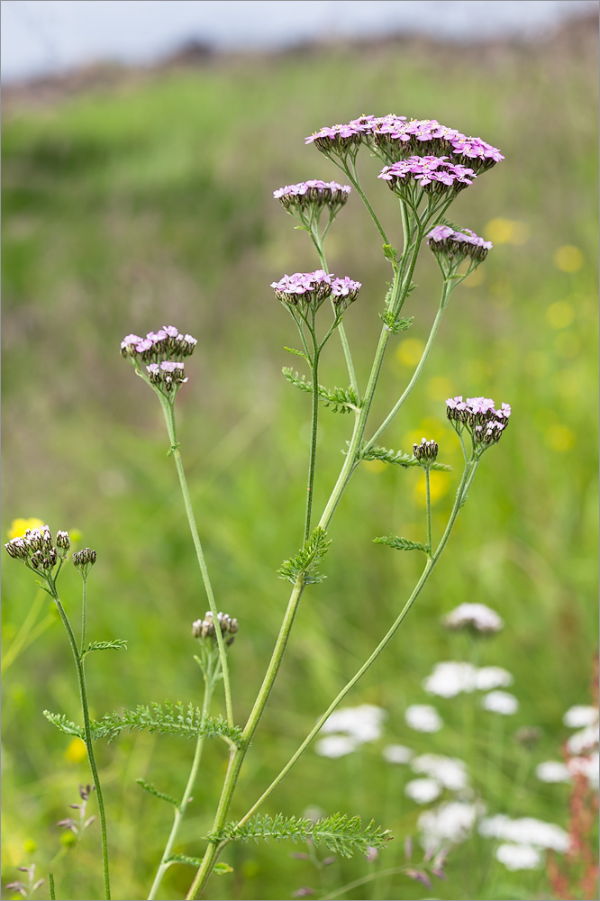 Image of Achillea apiculata specimen.