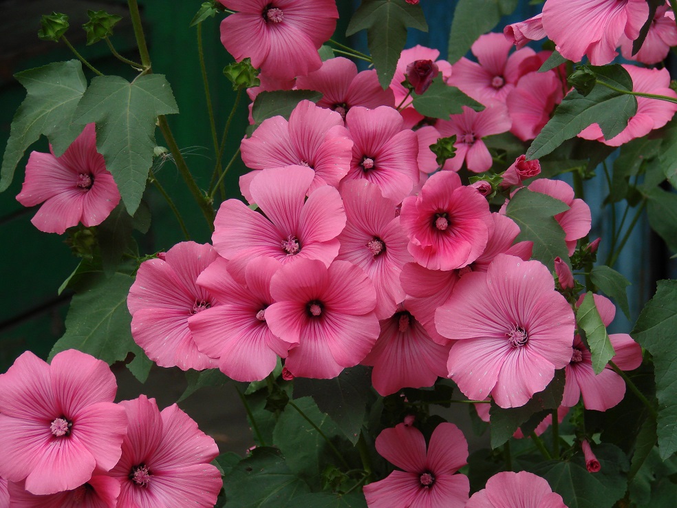 Image of Malva trimestris specimen.