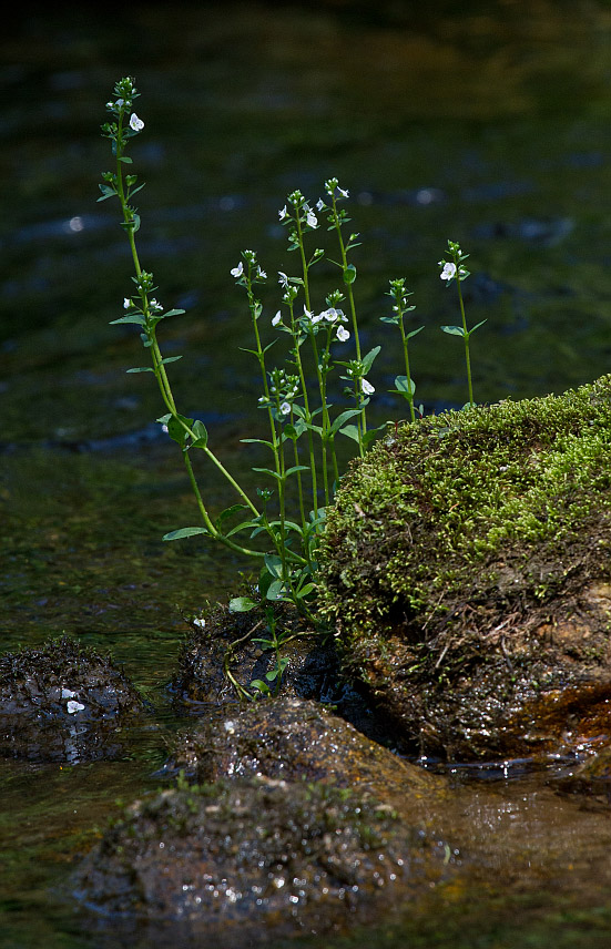 Image of Veronica serpyllifolia specimen.