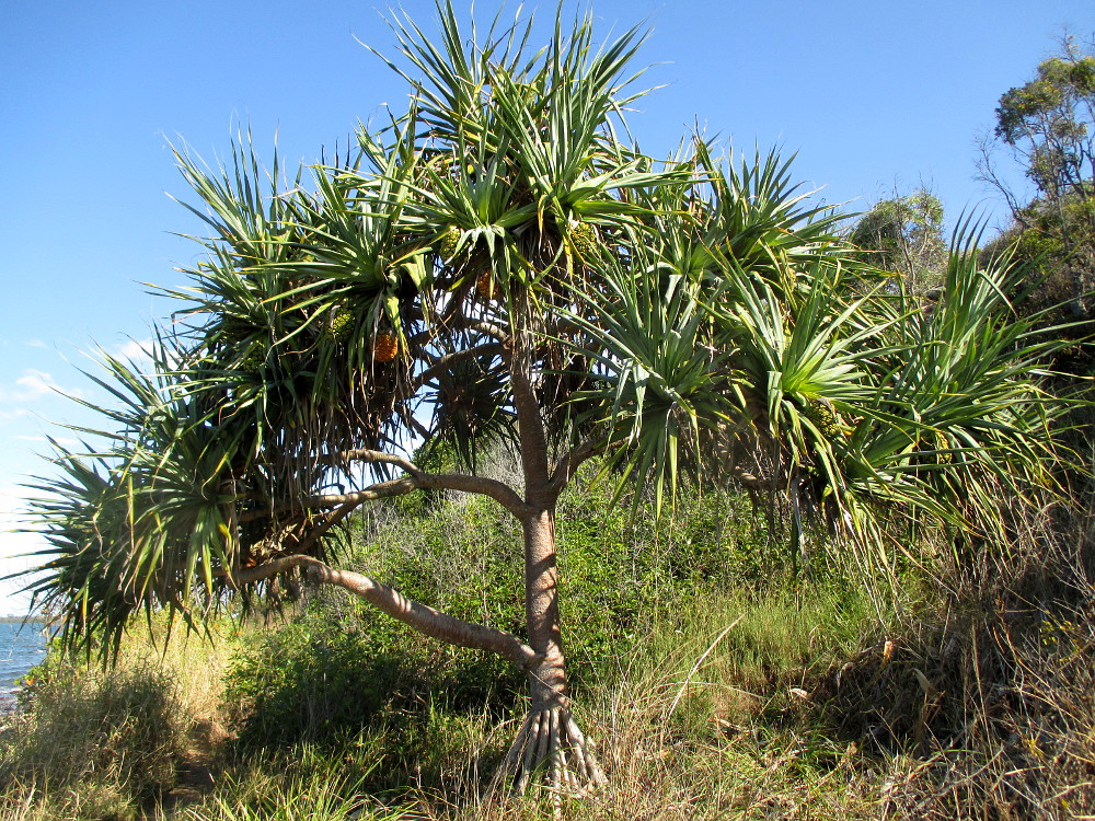 Image of Pandanus tectorius specimen.