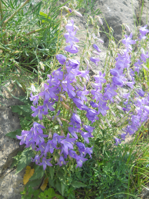 Image of Campanula sarmatica specimen.