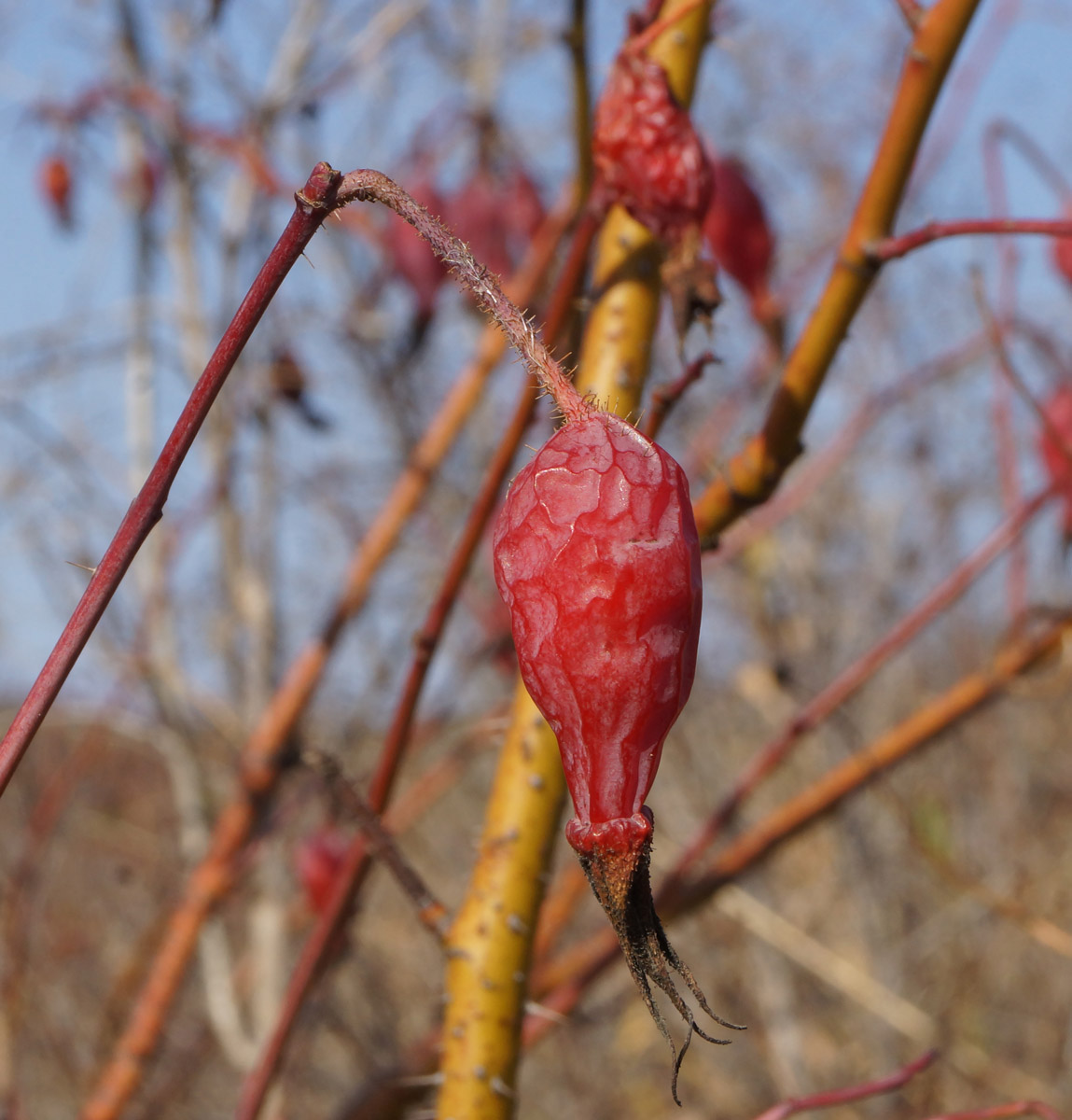 Image of Rosa acicularis specimen.