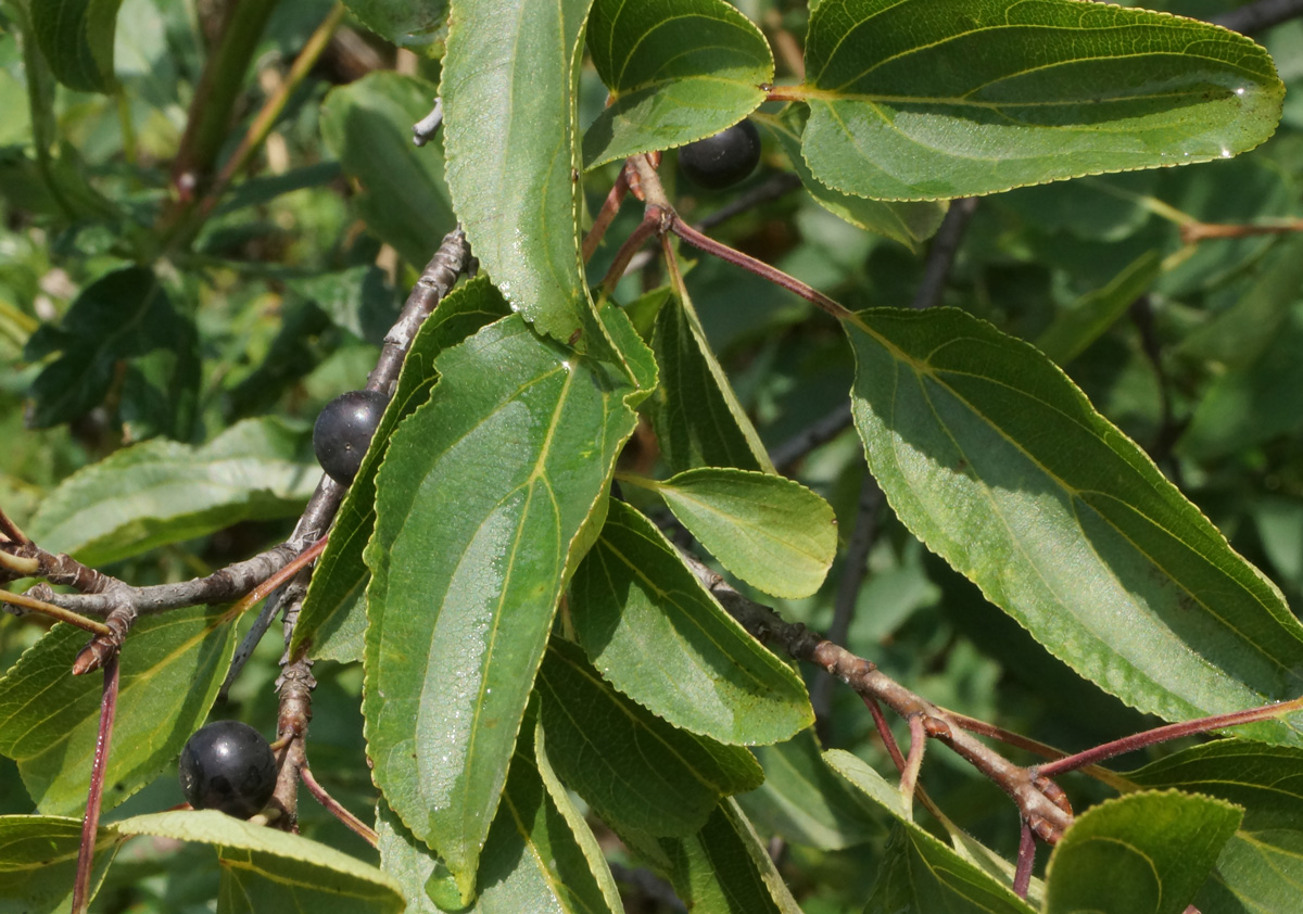 Image of Rhamnus cathartica specimen.