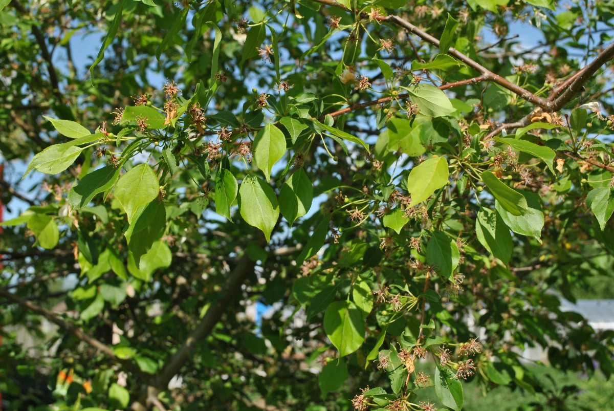 Изображение особи Malus baccata.