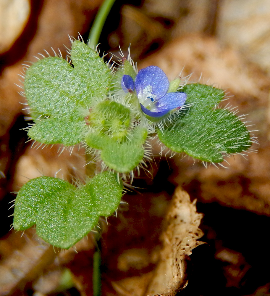 Image of Veronica hederifolia specimen.