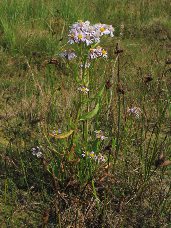 Изображение особи Tripolium pannonicum ssp. tripolium.