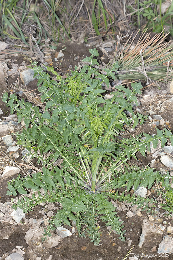 Изображение особи род Sisymbrium.