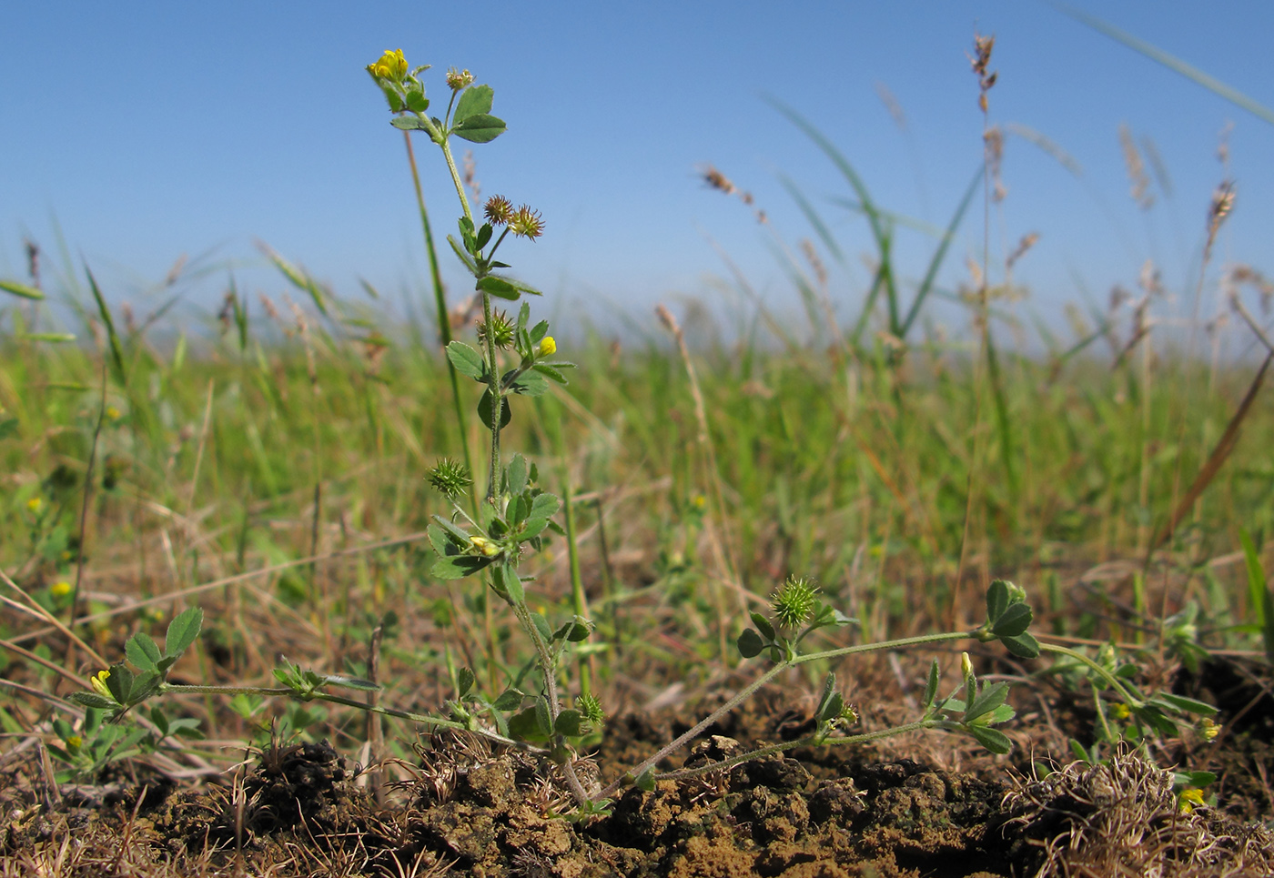 Изображение особи Medicago minima.