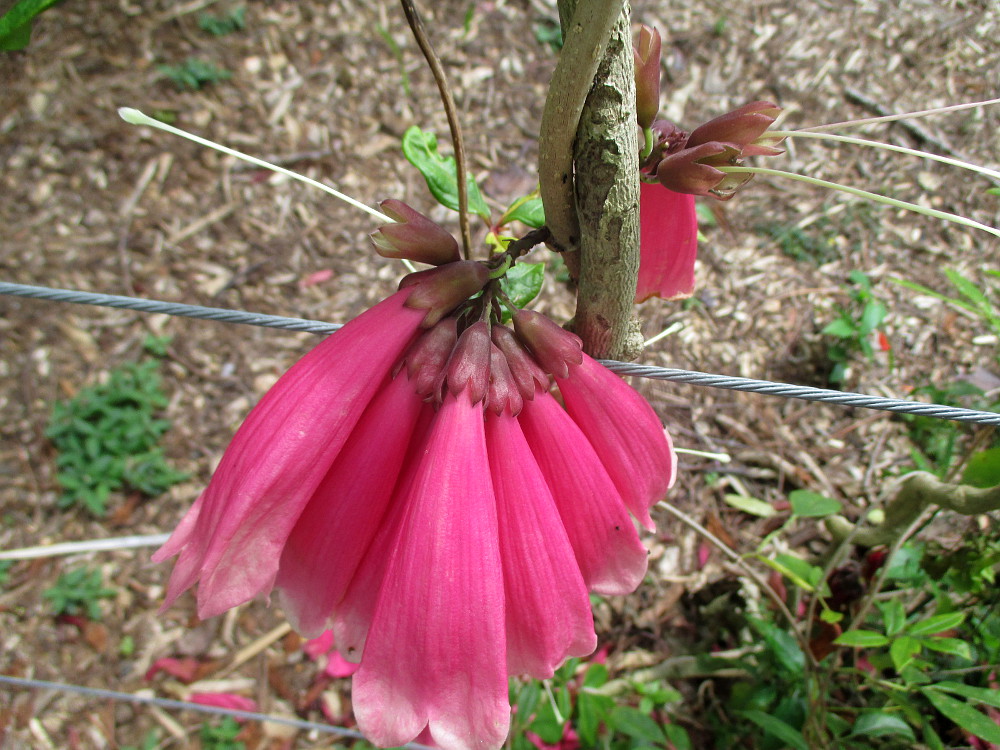 Image of Tecomanthe dendrophila specimen.