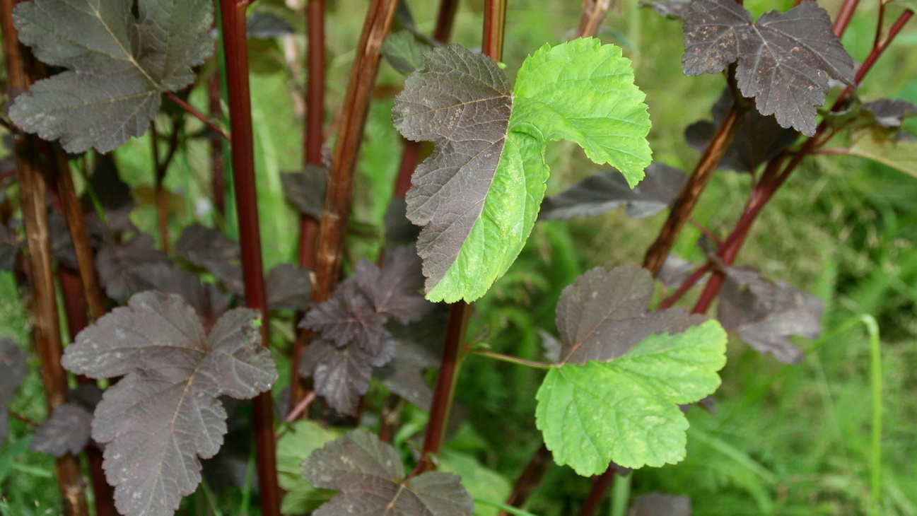 Image of Physocarpus opulifolius specimen.