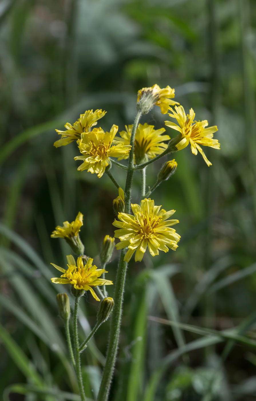 Изображение особи Crepis praemorsa.