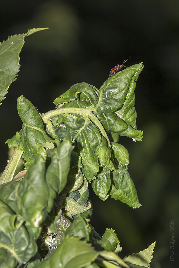 Image of Fraxinus pennsylvanica specimen.