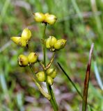 Scheuchzeria palustris. Верхняя часть плодоносящего растения. Украина, Волынская обл., Ковельский р-н, заказник \"Любче\". 19 июля 2007 г.