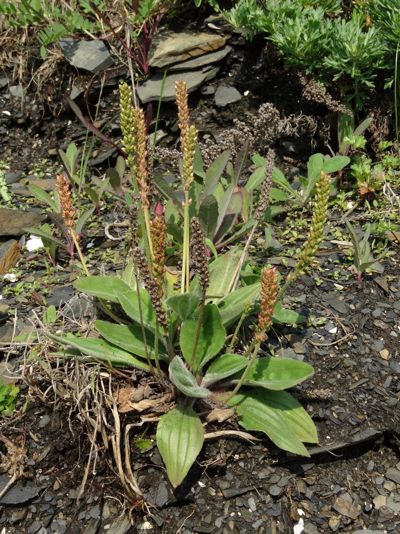 Image of Plantago camtschatica specimen.