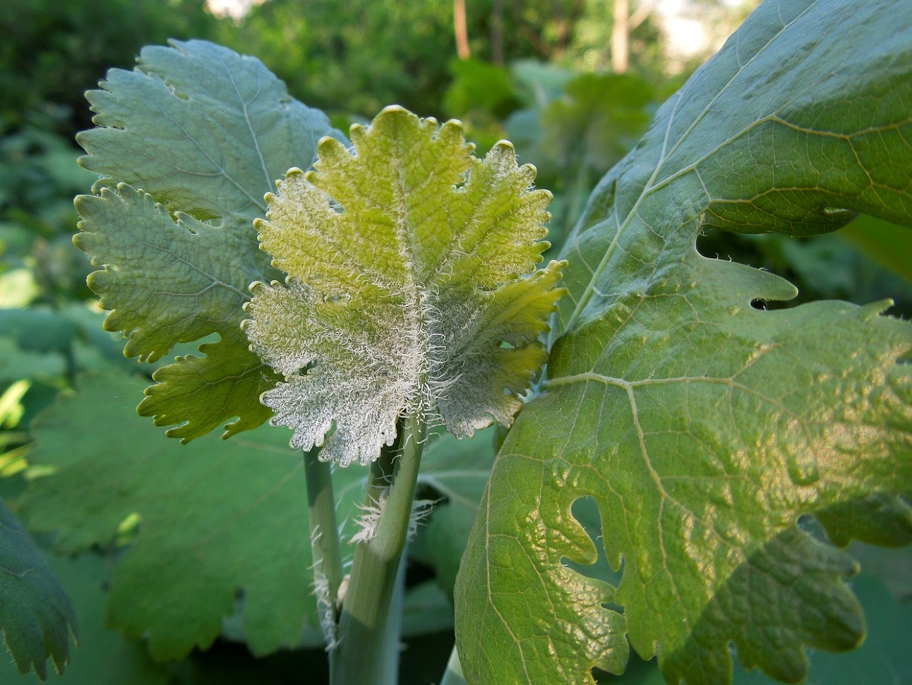 Изображение особи Macleaya cordata.