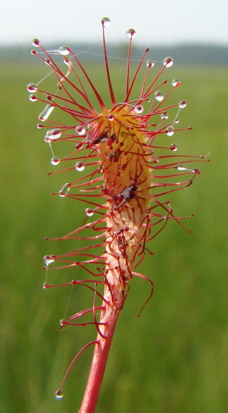 Image of Drosera anglica specimen.