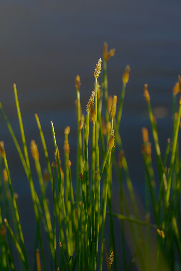 Изображение особи Eleocharis palustris.