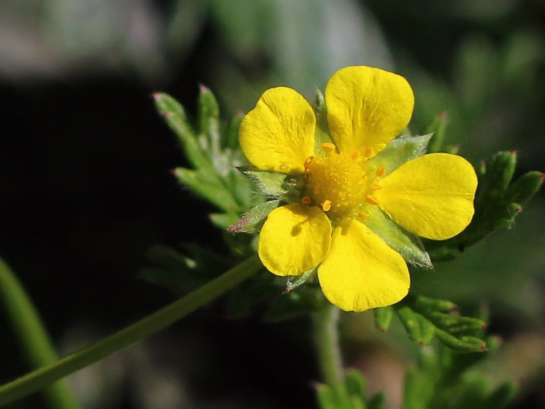 Image of Potentilla omissa specimen.