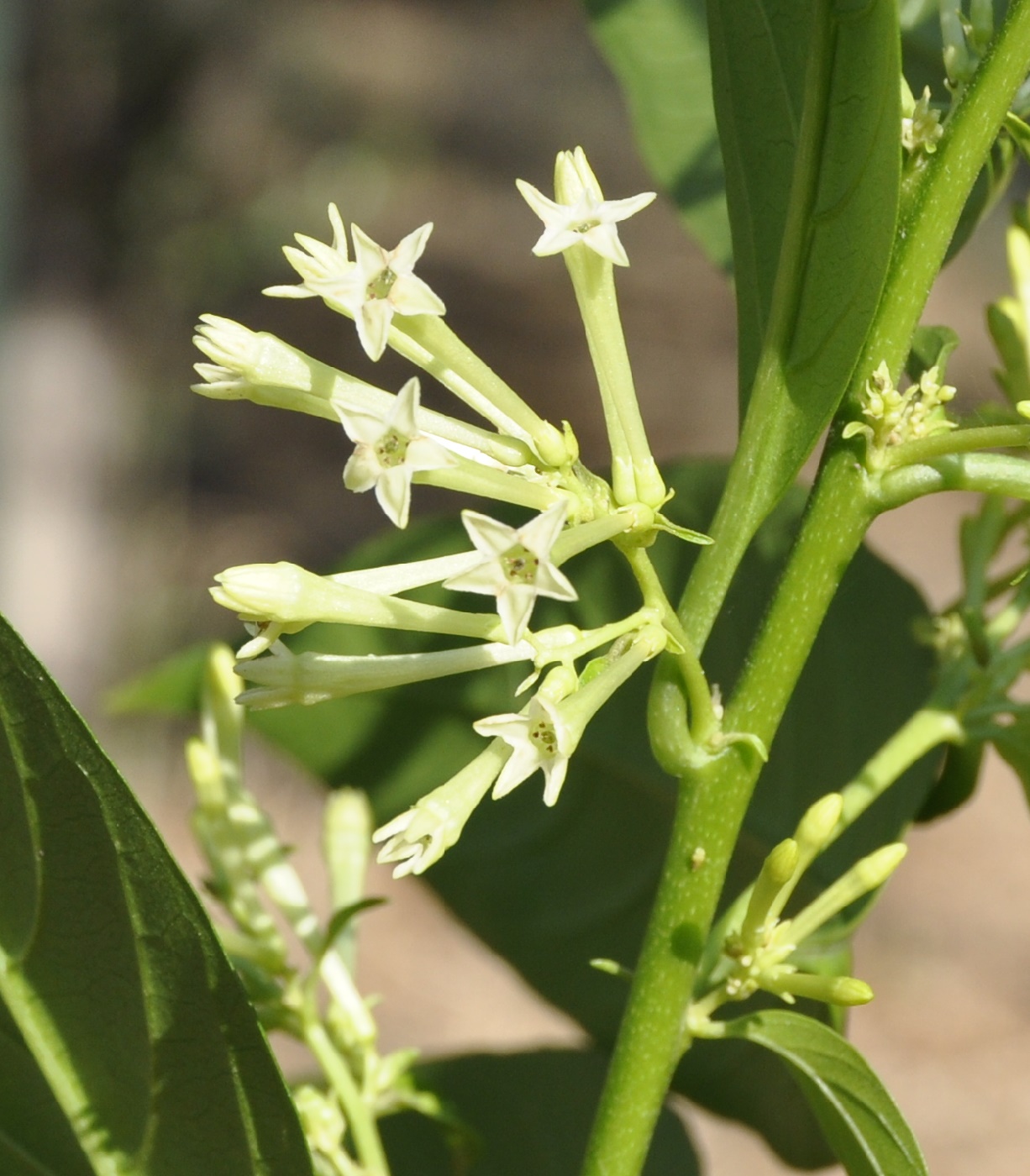 Image of Cestrum nocturnum specimen.