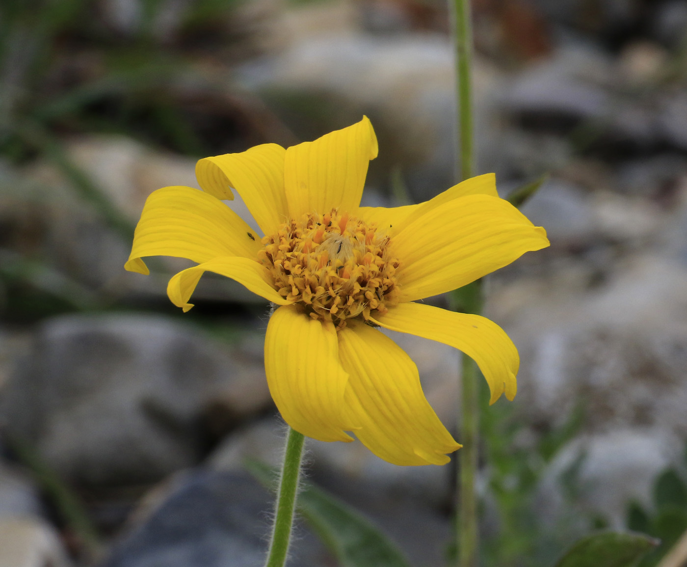 Image of Arnica iljinii specimen.