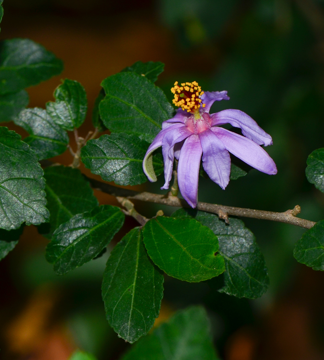 Image of Grewia occidentalis specimen.