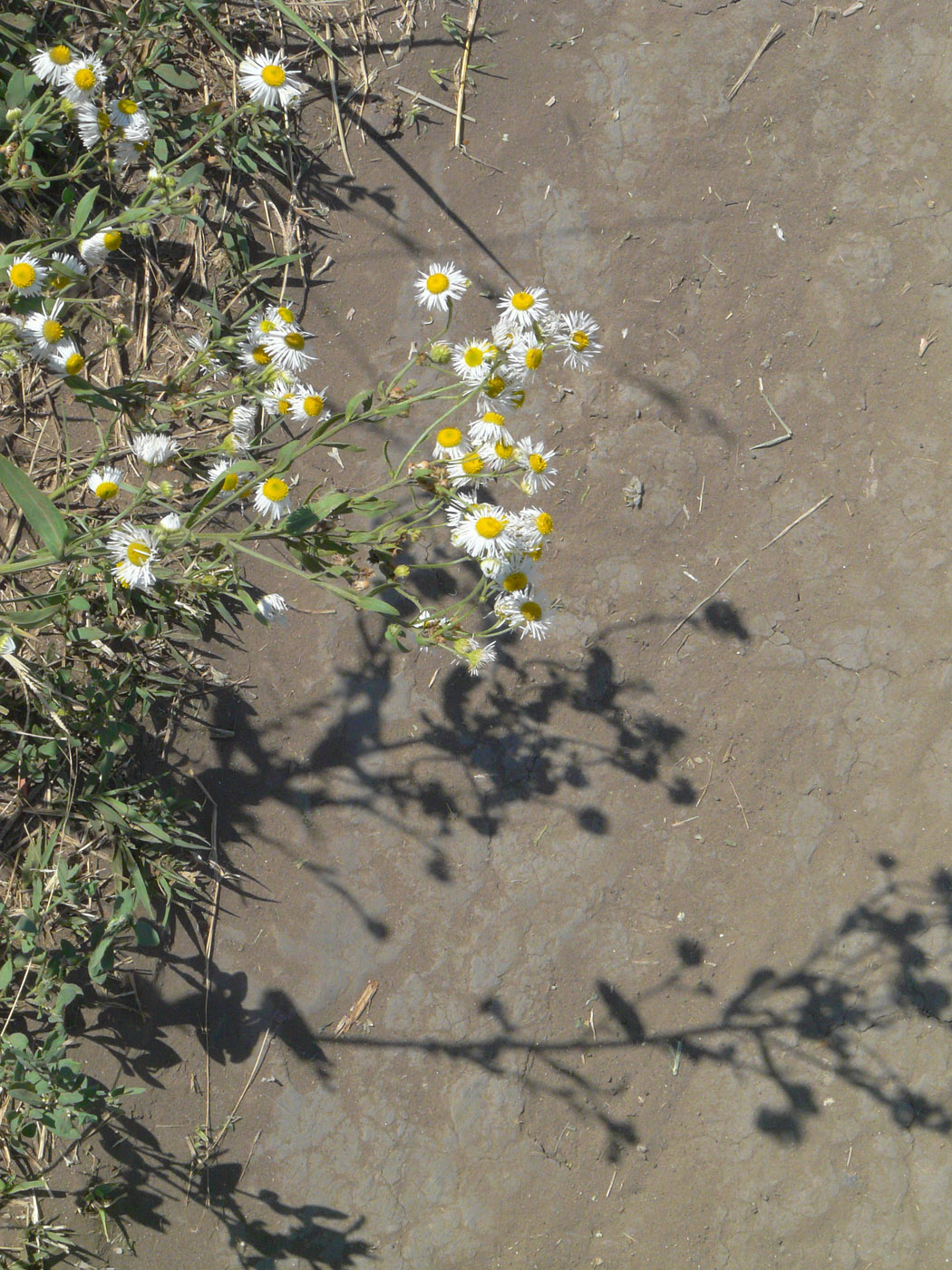 Image of Erigeron annuus specimen.