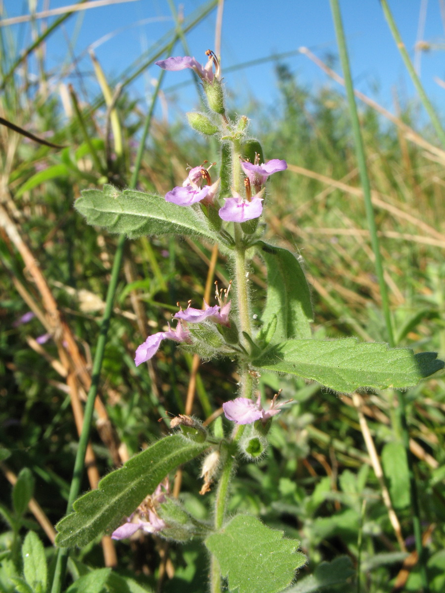 Image of Teucrium scordioides specimen.