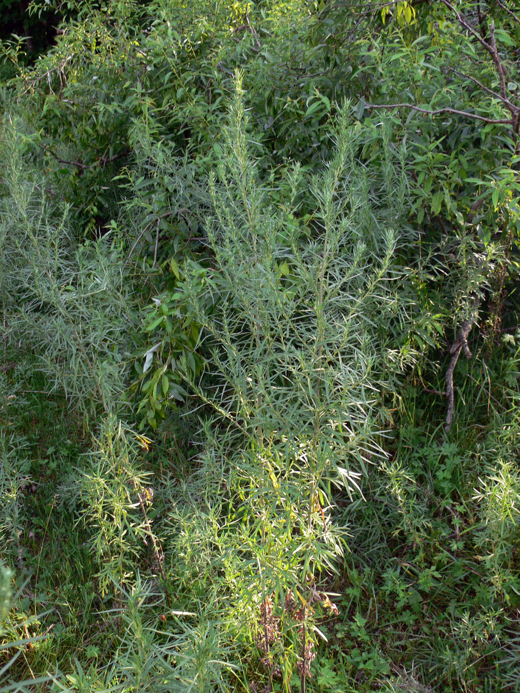 Image of genus Artemisia specimen.