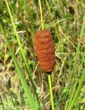 Typha laxmannii