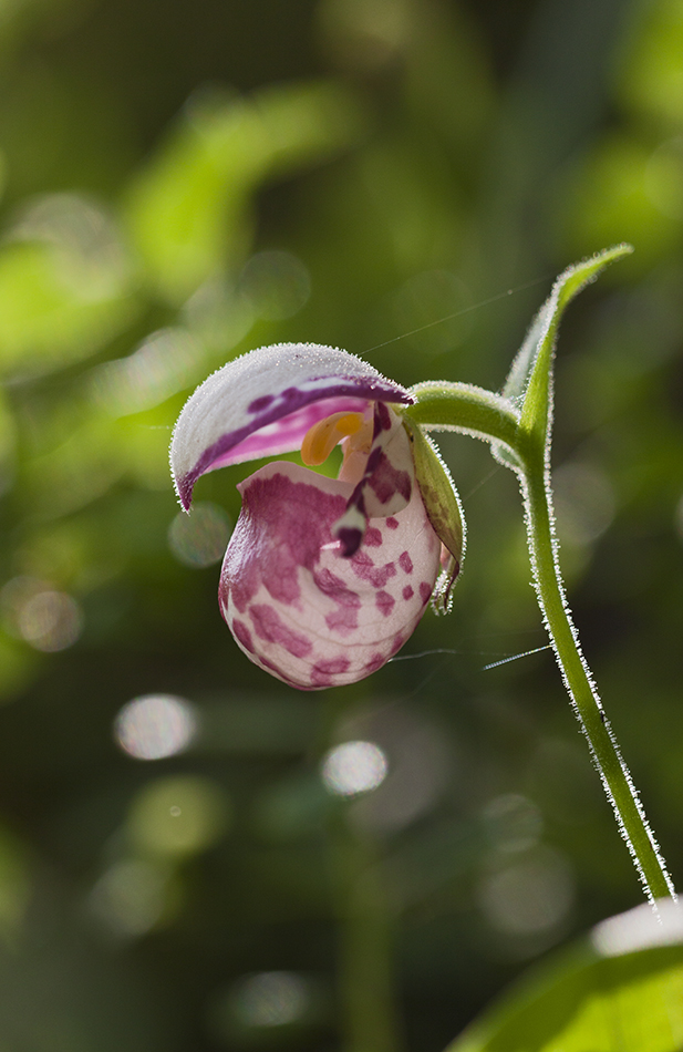 Image of Cypripedium guttatum specimen.