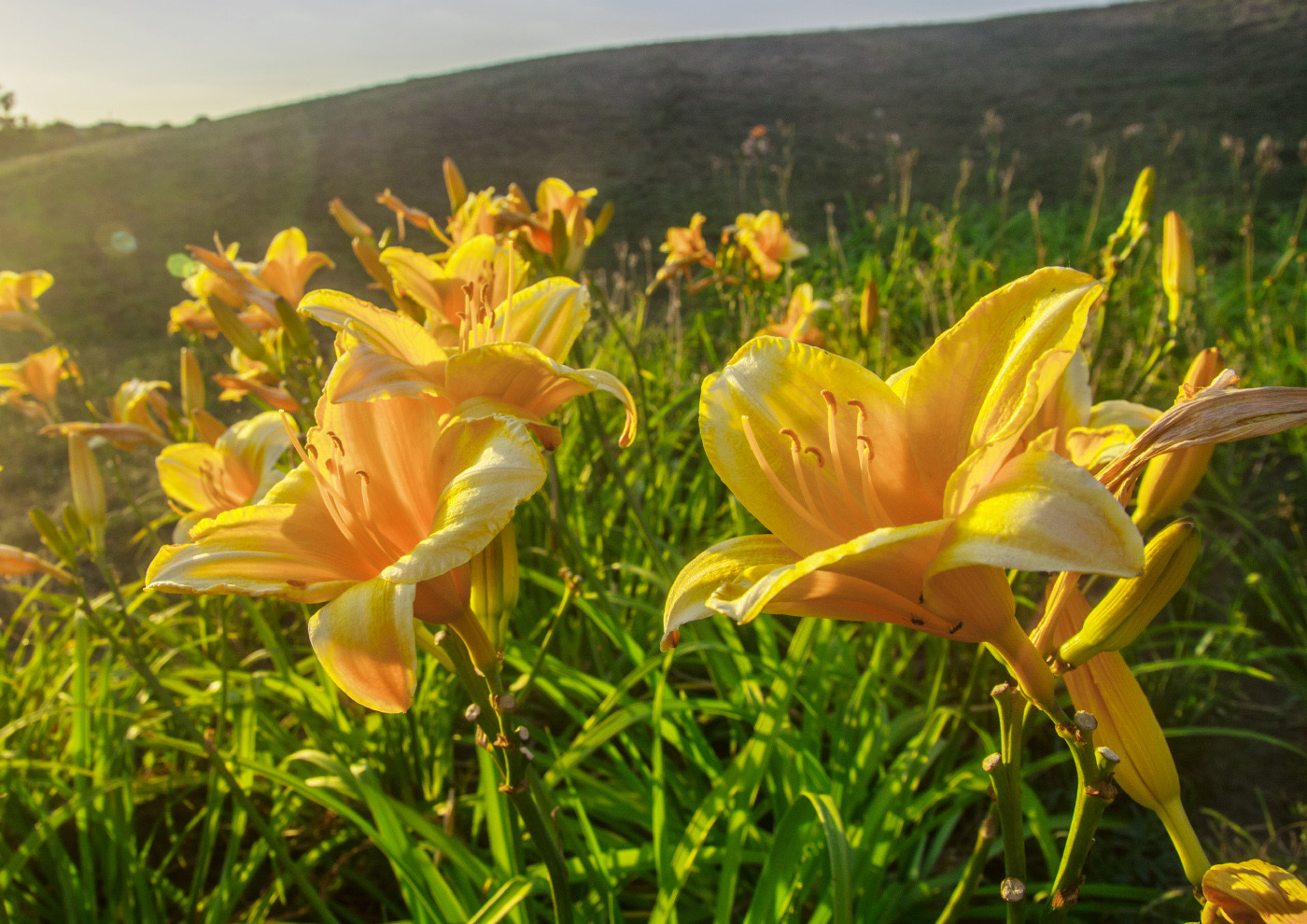 Image of Hemerocallis &times; hybrida specimen.