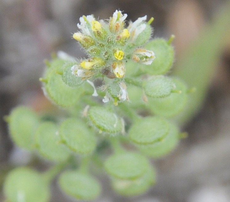 Image of Alyssum strigosum specimen.