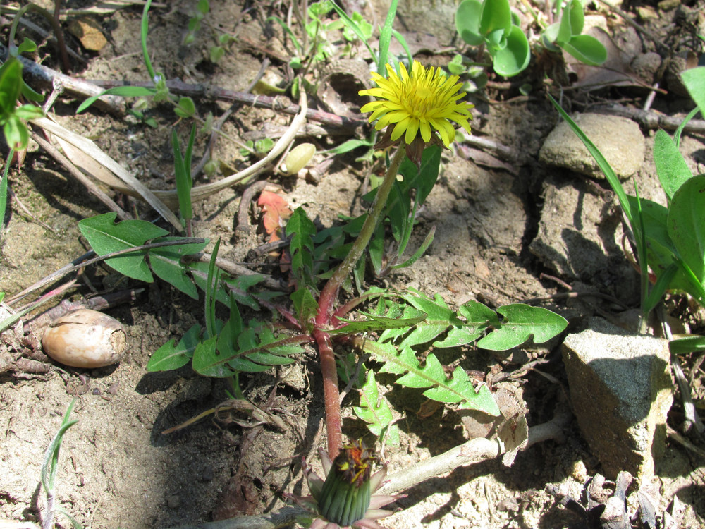 Image of genus Taraxacum specimen.