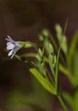 Stellaria holostea. Верхушка расцветающего растения. Молдова, Кишинев, Ботанический сад АН Молдовы. 10.04.2017.