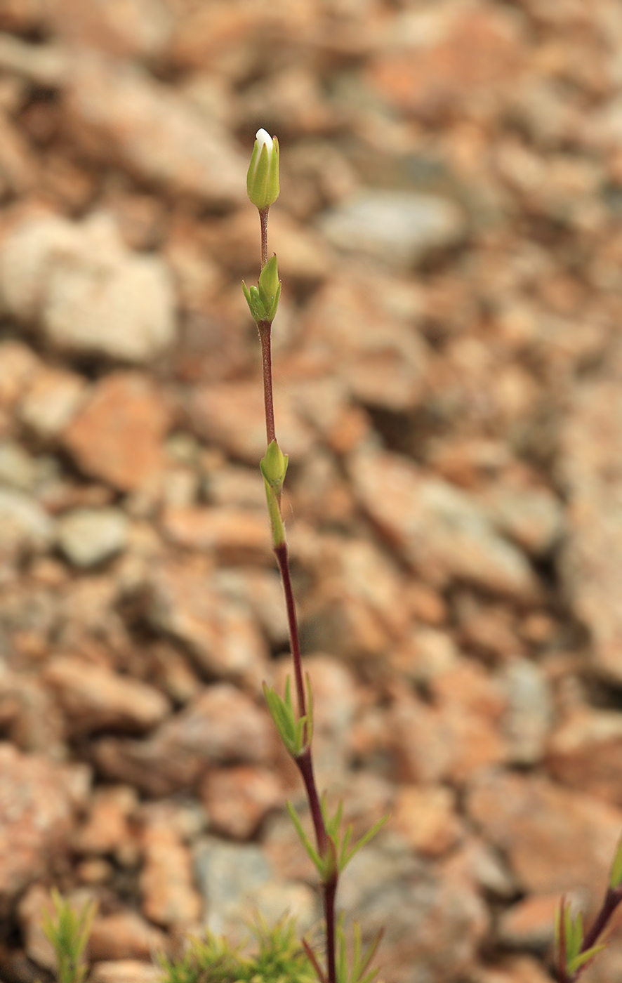 Image of Minuartia laricina specimen.