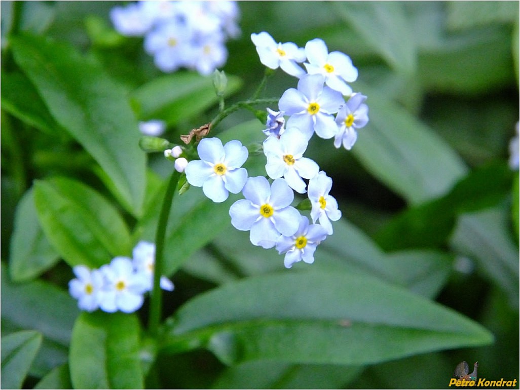 Изображение особи Myosotis nemorosa.