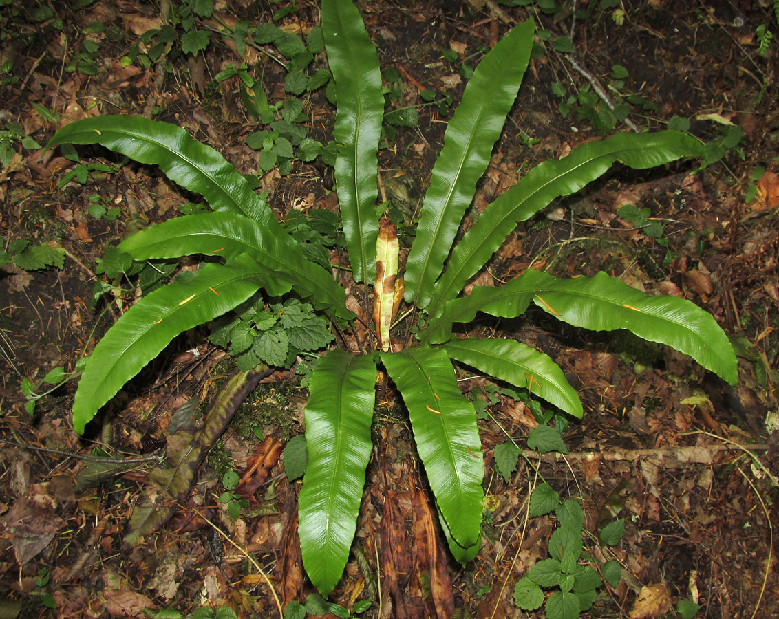 Image of Phyllitis scolopendrium specimen.