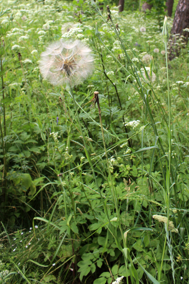 Изображение особи Tragopogon pratensis.