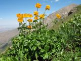 Trollius altaicus