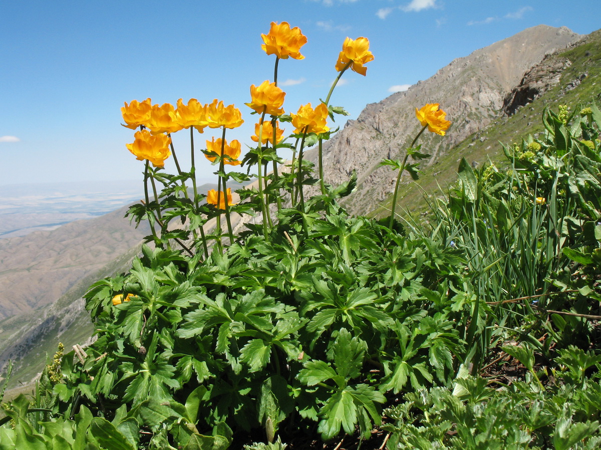 Изображение особи Trollius altaicus.