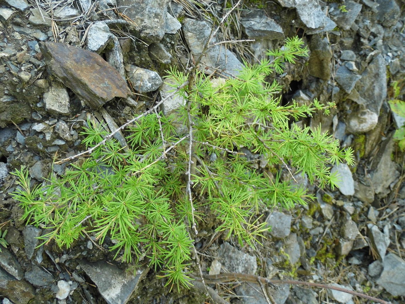 Image of Larix sibirica specimen.