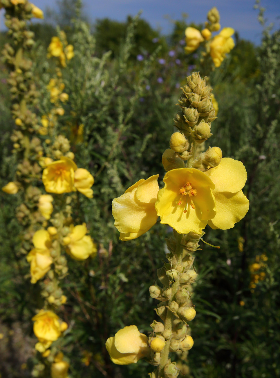 Изображение особи Verbascum phlomoides.