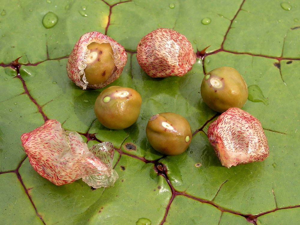 Изображение особи Euryale ferox.