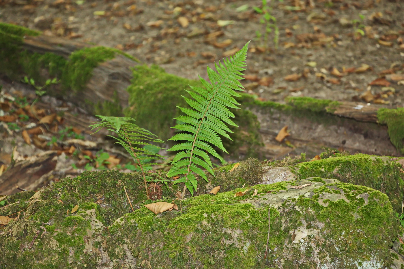 Image of Polystichum aculeatum specimen.