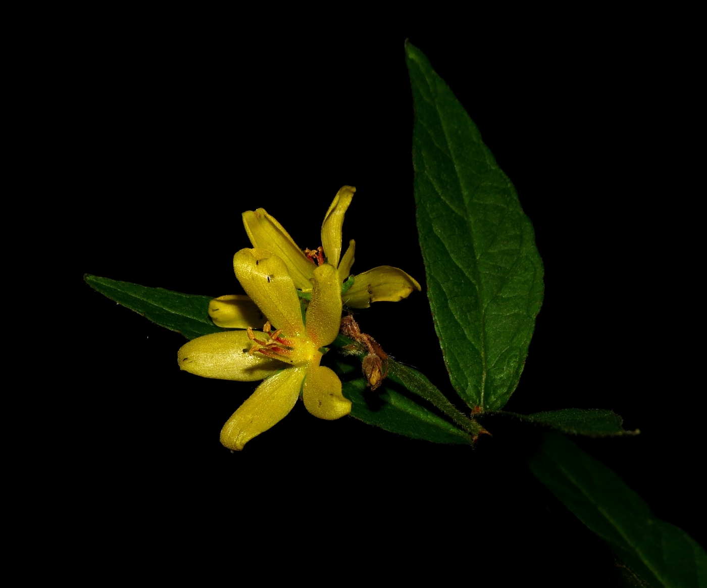 Image of Lysimachia vulgaris specimen.