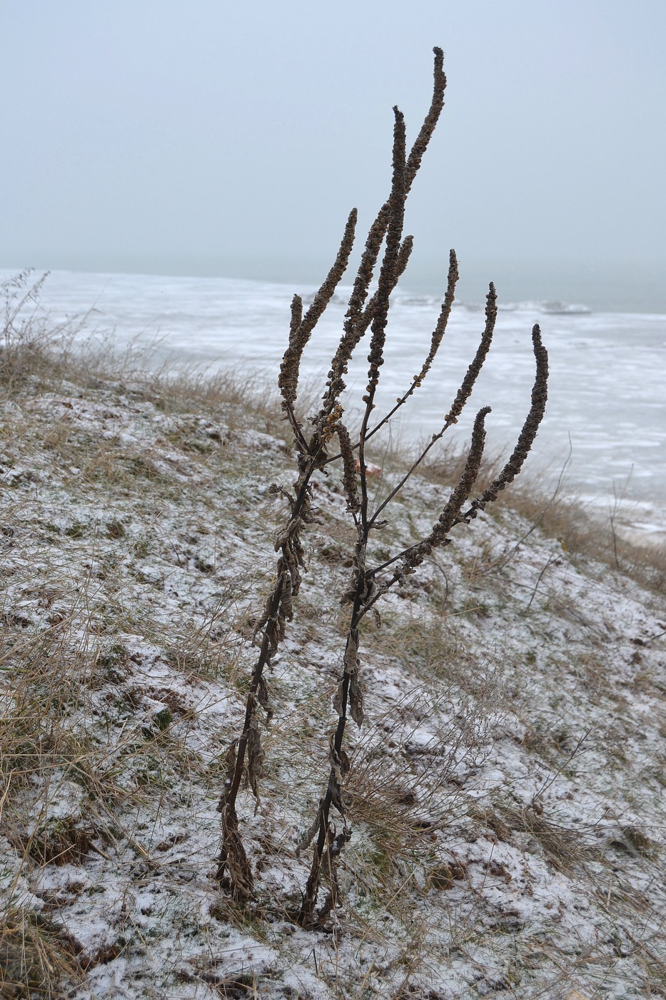 Image of Verbascum ovalifolium specimen.