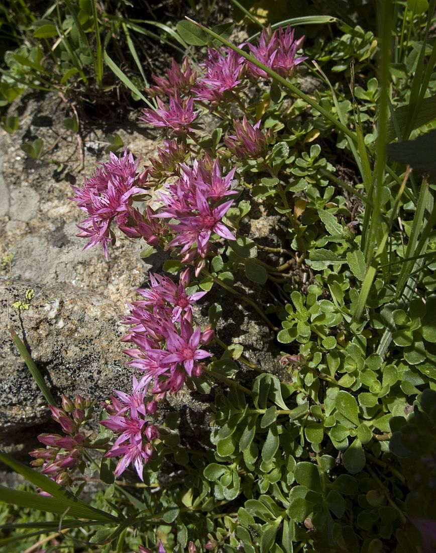 Image of Sedum spurium specimen.