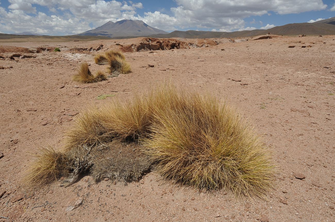 Image of Jarava ichu specimen.